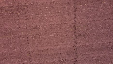 Moose-roe-deer-footprint-traces-in-plowed-field-soil-aerial-view