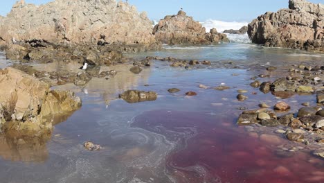 Blood-from-unseen-beached-whale-carcass-drains-into-rocky-ocean-waves