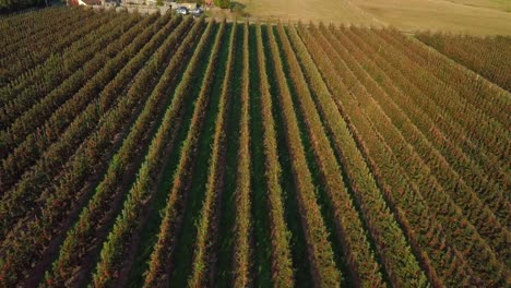 Drone-shot-flying-backwards-and-panning-up-of-a-vineyard-in-the-Kent-countryside