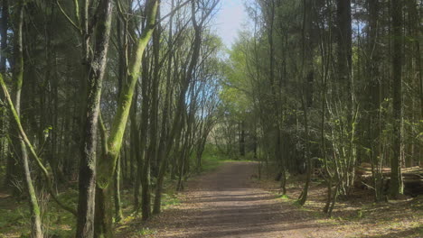 camino del bosque inglés, desierto.