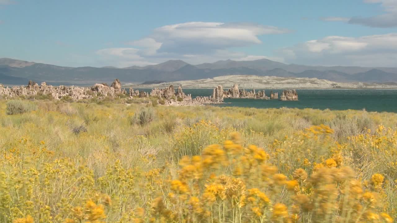 모노 호수 캘리포니아의 이 샷의 전경에서 붓이 불고 있습니다.