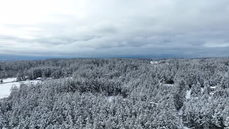 Drone-shot-flying-over-a-Washington-forest-covered-in-fresh-snow