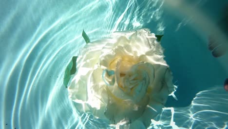 Slow-zoom-in-on-a-white-rose-floating-underwater-in-a-pool-as-light-and-ripples-play-across-the-water's-surface