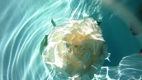 slow zoom in on a white rose floating underwater in a pool as light and ripples play across the water's surface