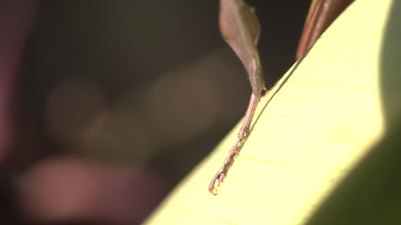 잎에 사마귀 다리 근접 촬영 서