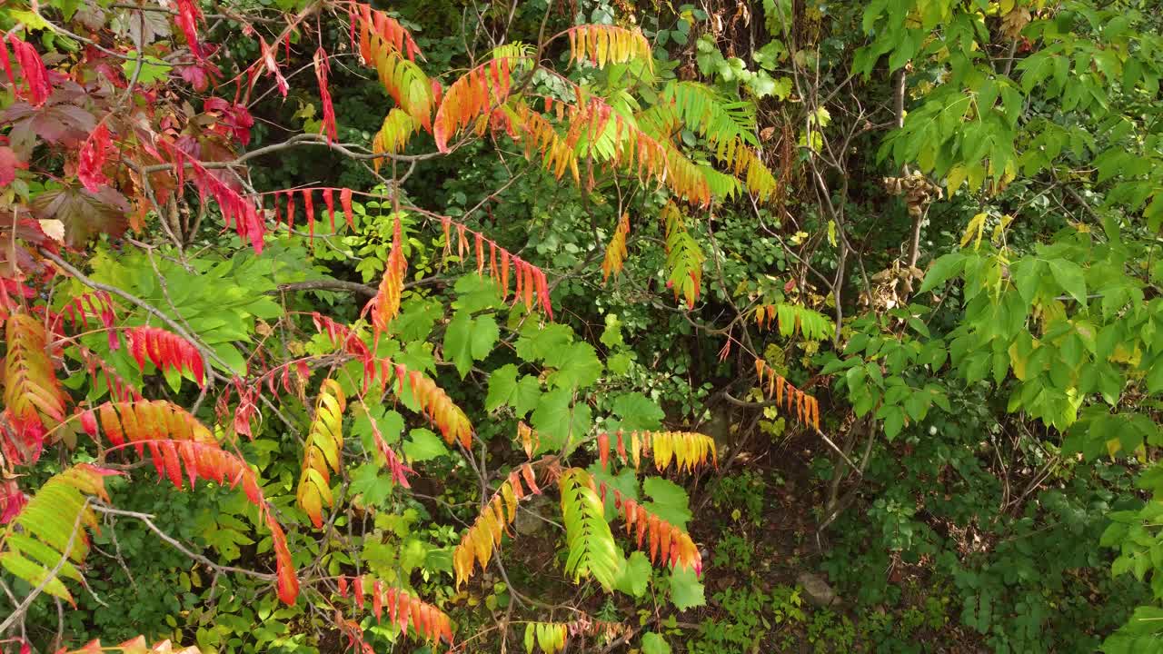 Drone descneds between forested tree canopy with red white and green leaves in deciduous forest