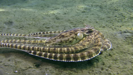 Unterwasserkiller:-Mimic-Octopus-Kehrt-Nach-Erfolgreicher-Jagd-In-Die-Mulde-Zurück