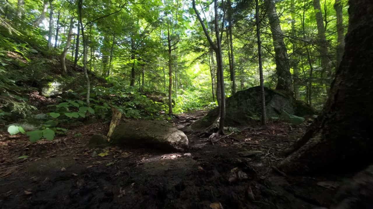 Root-covered trails wind through the forest paths of Mount Sutton, Quebec