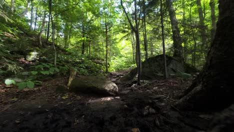 root-covered trails wind through the forest paths of mount sutton, quebec