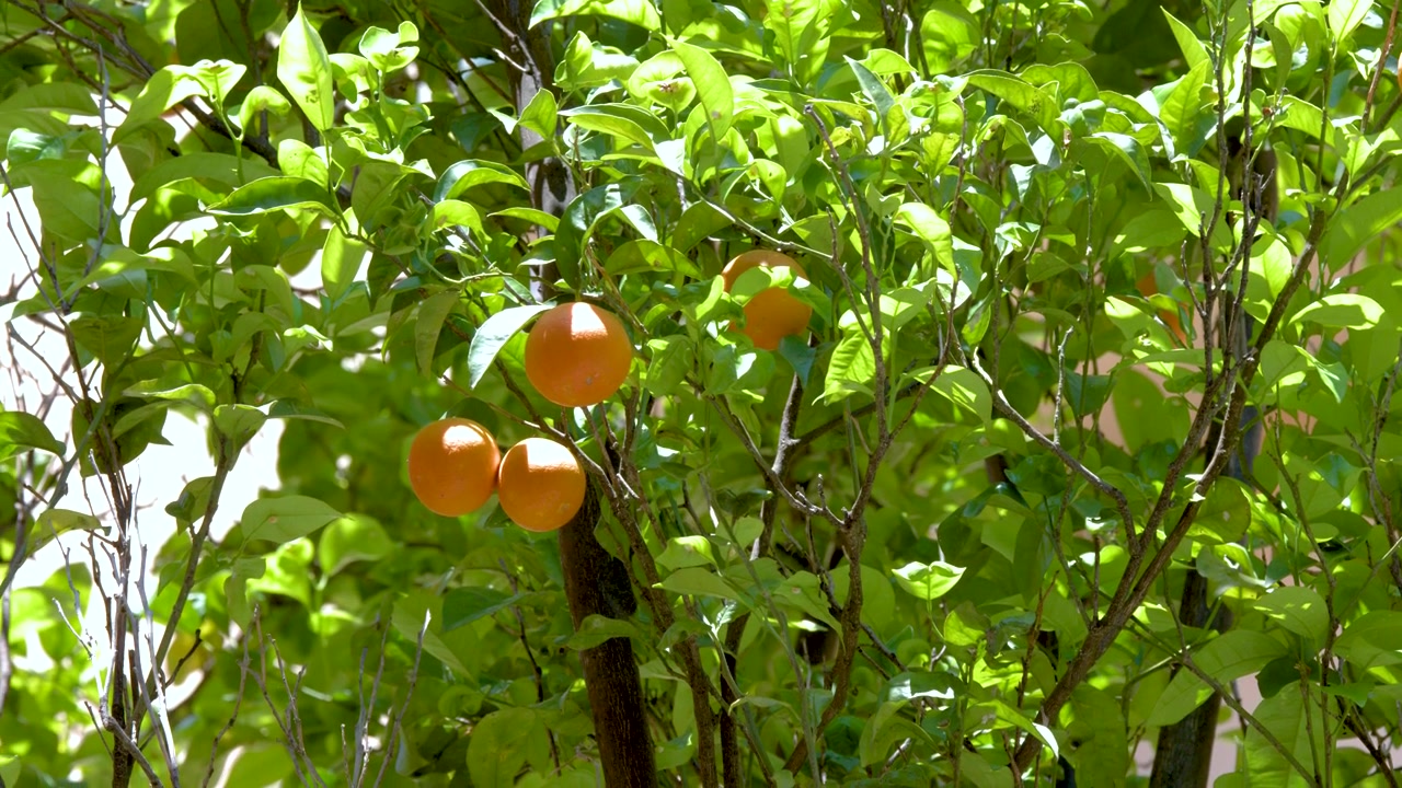 Gros plan d'oranges mûres sur un oranger feuillu se balançant doucement sous un soleil éclatant