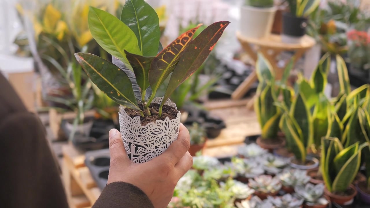 Primo piano di una mano che tiene una piccola pianta di croton in vaso