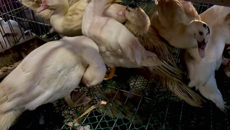 group of ducks eating together in a cage