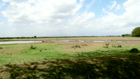 Toma-Panorámica-Derecha-Sobre-Estanques-De-Agua-En-La-Sabana-Como-Buitres-Bebiendo-En-Un-Día-Soleado