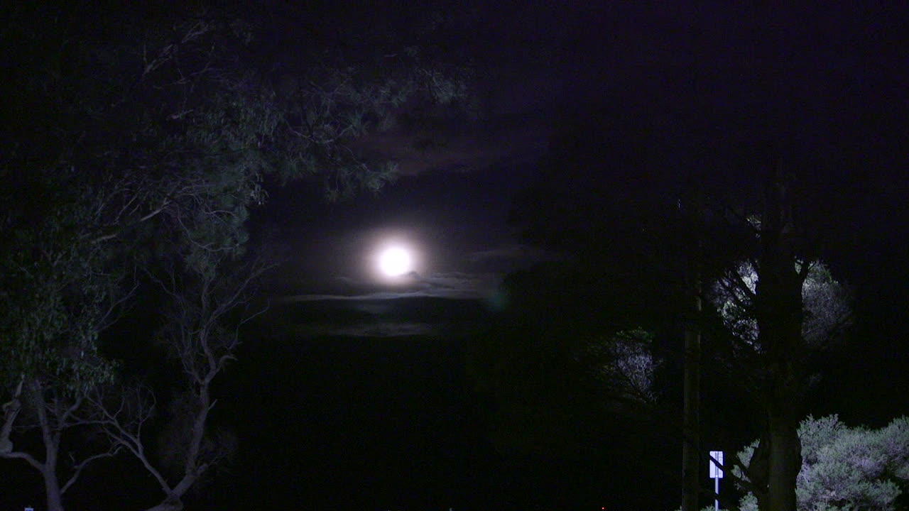 una serena luna llena ilumina la oscura noche del bosque, proyectando un suave resplandor mientras un pájaro vuela con gracia, creando un momento tranquilo y mágico.
