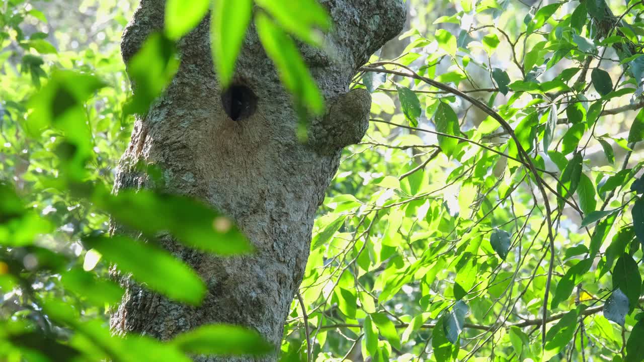 白喉の茶色い角の角の角の角の角の角の角の角