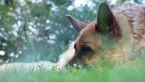 cinematic close-up footage of a german shepherd dog laying down on a grassy field