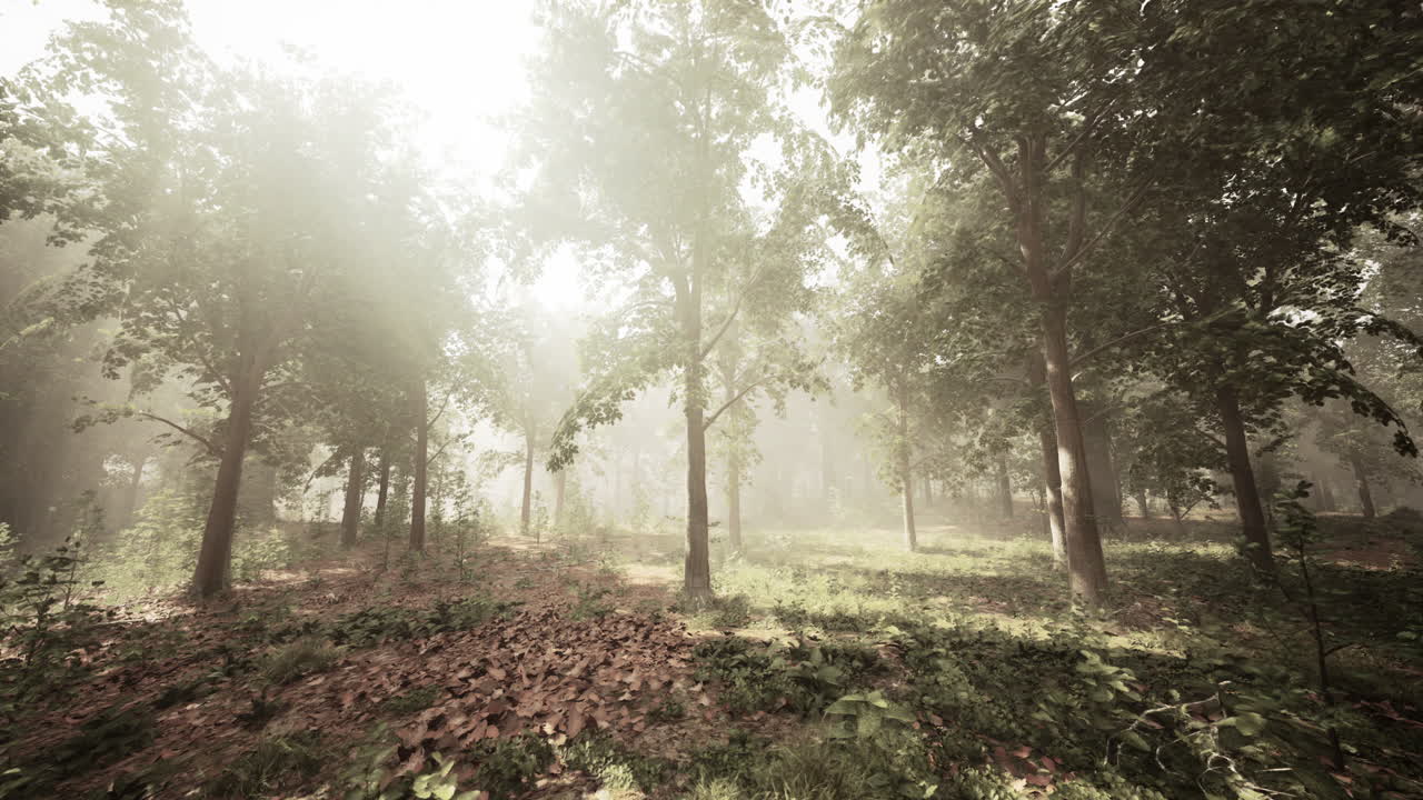 camino del bosque de niebla