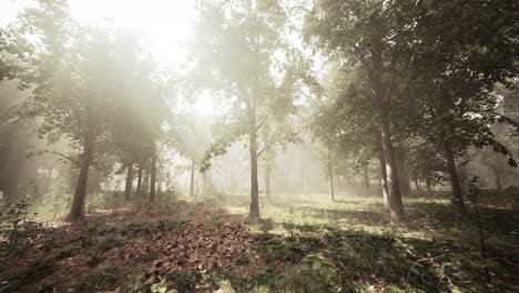 misty forest path