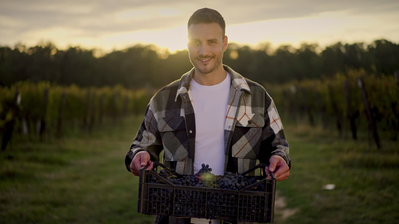 Winemaker with Grapes in Vineyard During Harvest