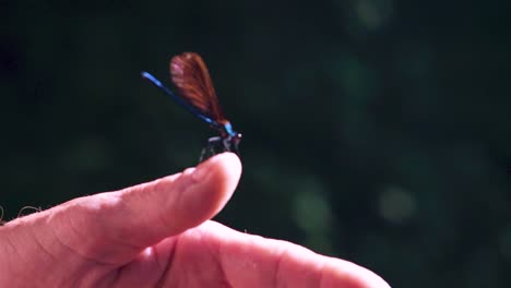 close up of a blue dragonfly perched on hand, ebony jewelwing spreading wings in slowmotion