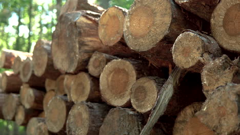 pila de madera cortada dispuesta en un racimo, árbol preparado para el procesamiento, primer plano y macro, abajo hacia arriba