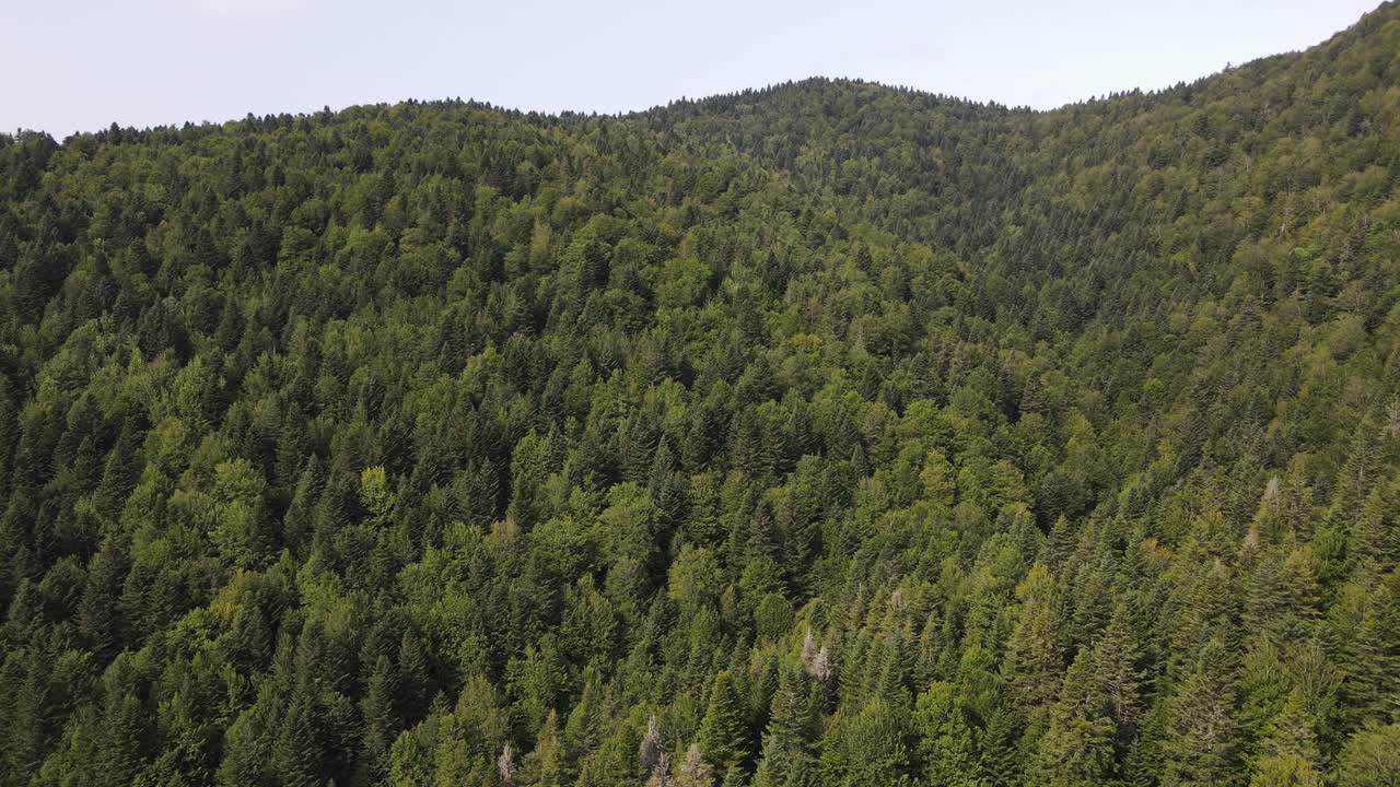 Veduta con drone della pineta nella Selva de Irati, Spagna - Carrellata.