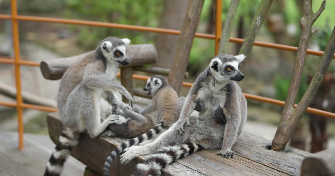 Giocosi cuccioli di lemure dalla coda ad anelli che si arrampicano e infastidiscono gli adulti mentre la colonia di lemuri riposa su una piattaforma di legno al Jeju Flower Bird Park Hwajoowon in Corea del Sud.