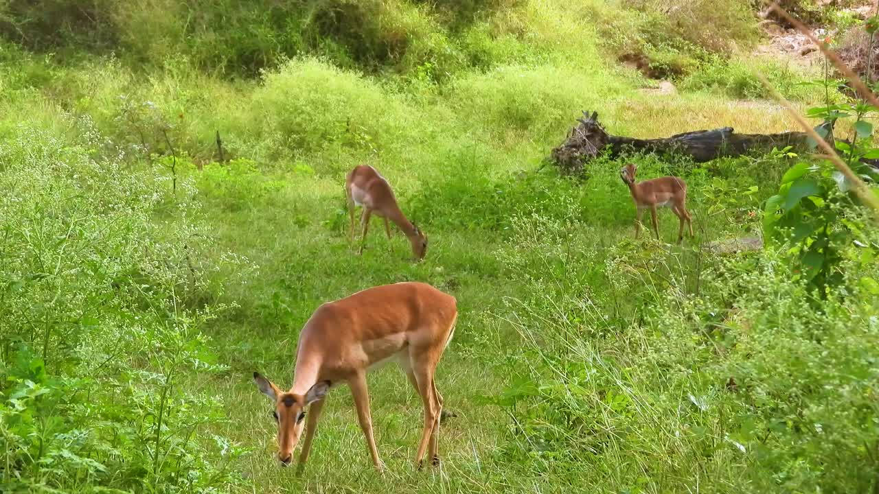 ciervos pastando en un campo exuberante en el parque nacional kruger, mostrando la paz y la naturaleza