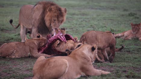 Orgullo-De-Leones-Comiendo-Presas-Frescas-En-Un-Safari-En-La-Reserva-De-Masai-Mara-En-Kenia,-África