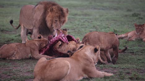 pride of lions eating fresh kill on safari on the masai mara reserve in kenya africa