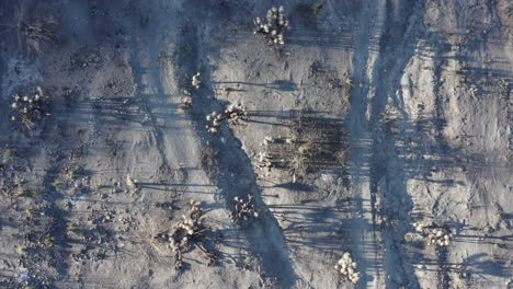 aerial view of a dry desert landscape with sparse vegetation and long shadows