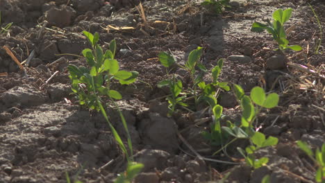 young pea plants growing in a field
