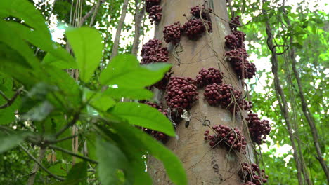 Higuera-Variada-Con-Racimos-De-Frutos-Rojos-En-La-Exuberante-Selva-Amazónica-De-Ecuador-En-Tena