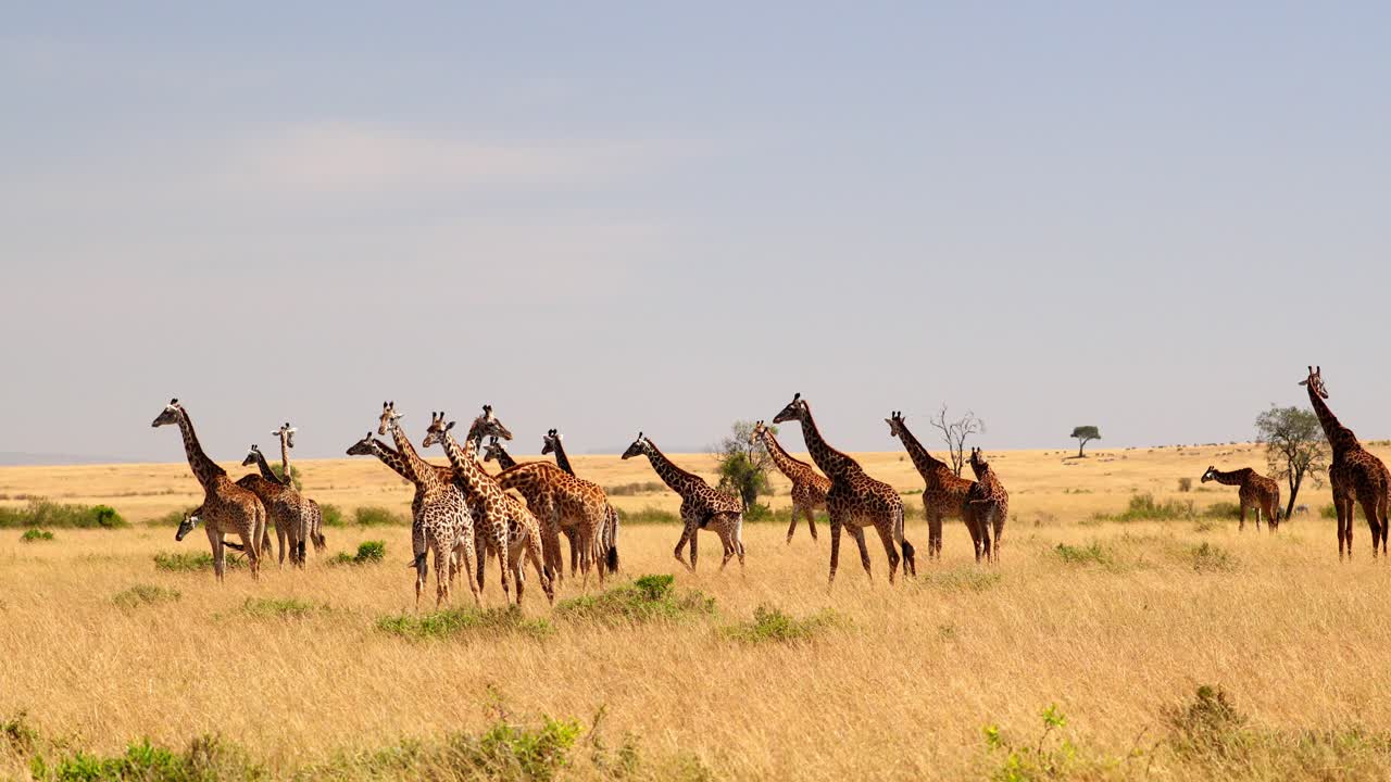 케냐 의 마사이 마라 에 있는 지라프 무리 - 넓은, 느린 동영상