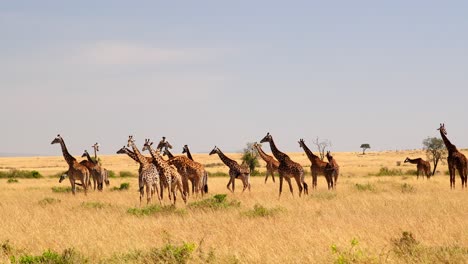 herd of giraffe in masai mara, kenya - wide, slow motion