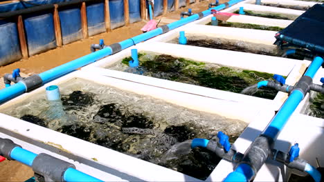 tanques de fibra de vidrio aireados que albergan la espuma de la cría de abelón con entrada de agua de mar