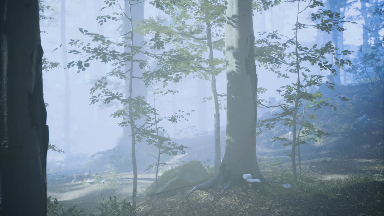 Misty forest landscape with trees and soft light during early morning hours