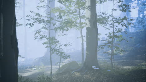 misty forest landscape with trees and soft light during early morning hours