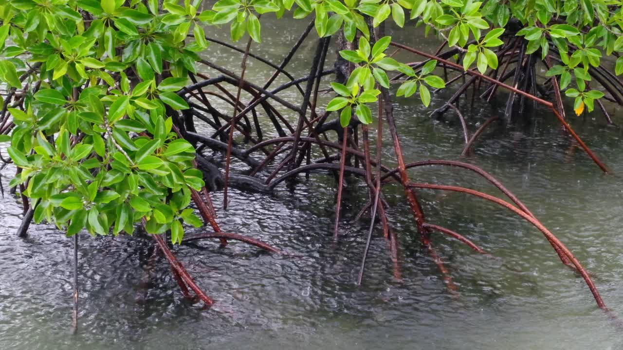 Close up of mangrove forest with exposed roots and blossoming green leaves with raindrops falling onto shallow ocean surface