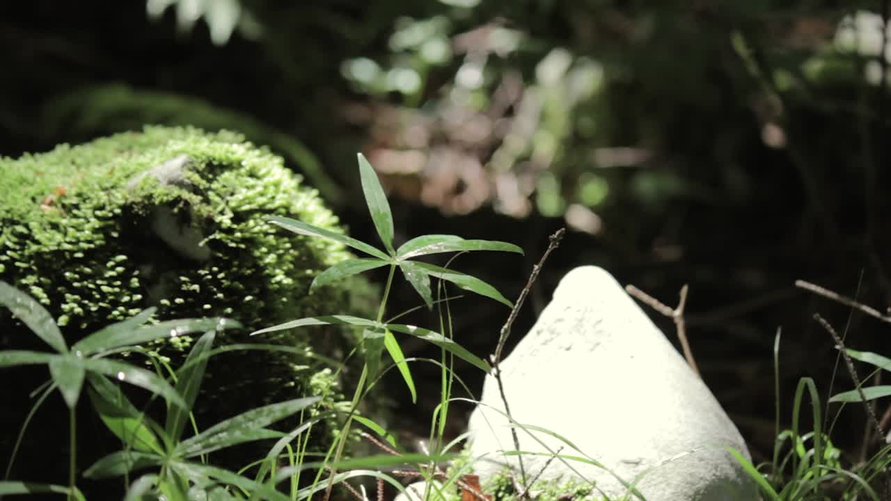 이탈리아 베네토 주 몬테 코르노 에서 아침 산책 하는 동안 찍은 일부 영상