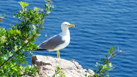 seagull sitting rock vegetation background sea aegean greece summer halkidiki