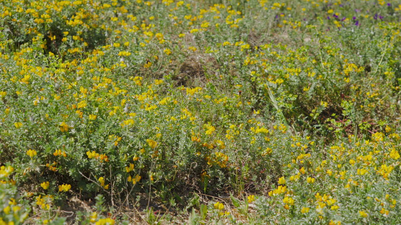 Vibrant wildflowers blooming in a sunny Mediterranean field
