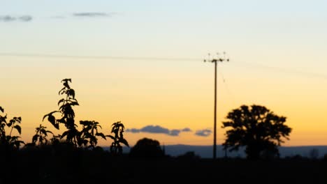 puesta de sol dorada de enfoque suave en el campo inglés tradicional