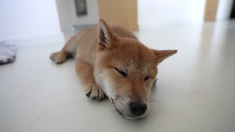 cachorro shiba inu descansando en el piso de la casa