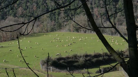 Un-Rebaño-De-Ovejas-Pasta-En-Un-Campo-Verde-En-Un-Día-Soleado