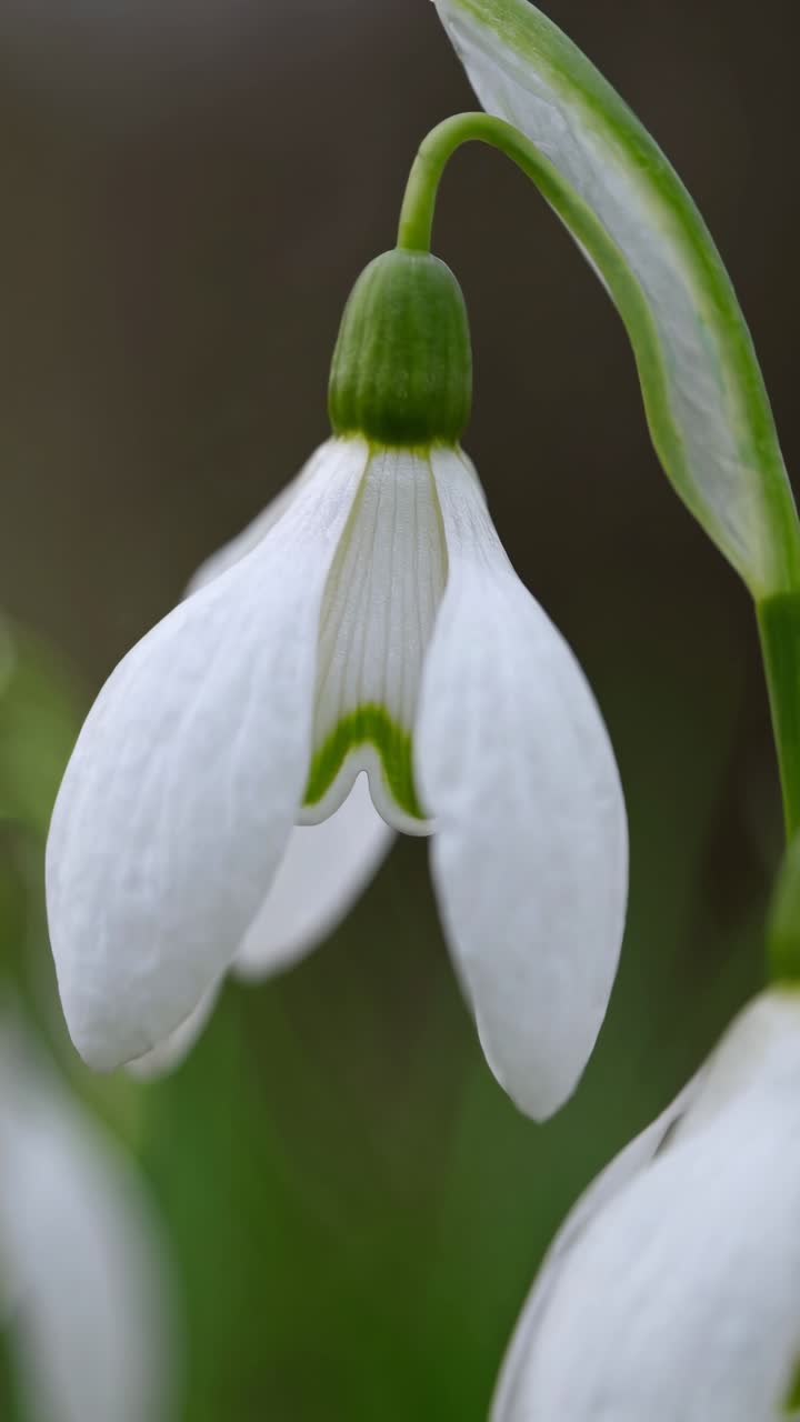 Video ravvicinato di delicati fiori bianchi, ripreso da un'angolazione bassa, evidenziandone la complessità