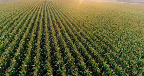 Agriculture-Aerial-Shot-Of-Corn-Field-9