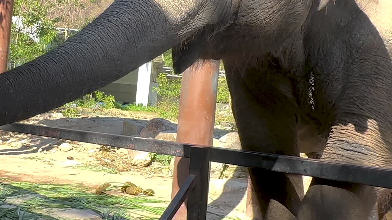 Elephant interacts with visitors at Chonburi zoo
