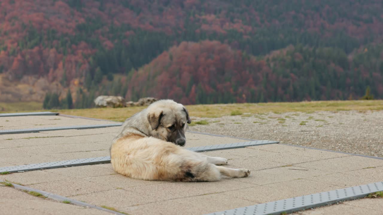 Amfiteatrul Transilvania, Moieciu de Sus, Brașov County, Romania - A Dog Rests Quietly on the Pavement With Autumn Hills Behind it - Close Up