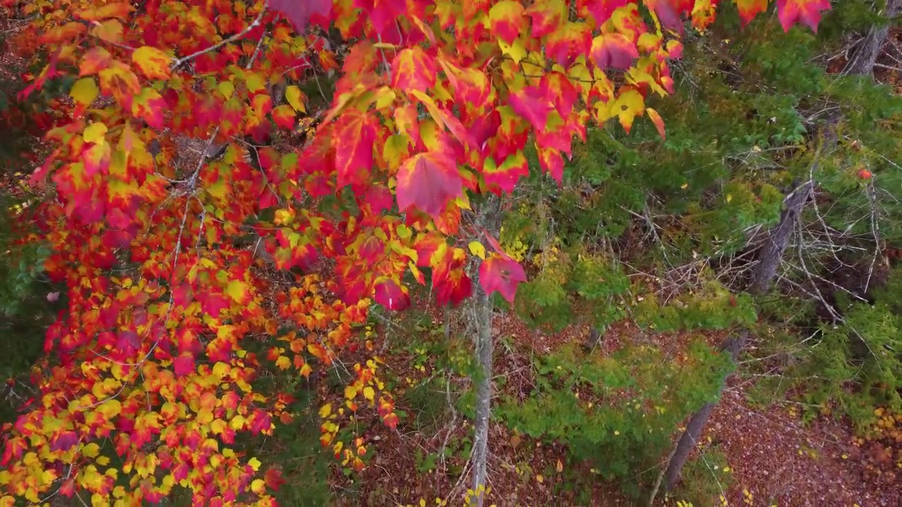 Maple leaves in Canada forest in autumn, multicolor red yellow green leaves